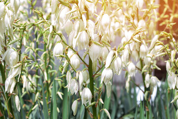 White yucca flowers close-up with water drops after rain.