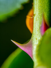 Closeup of rose thorns