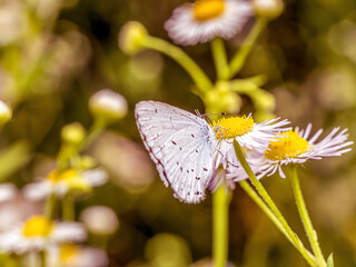 White butterfly resting on wild flower