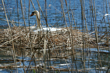 Biały łabędź niemy wysiaduje jaja w gnieździe zbudowanym w trzcinach nad jeziorem. © Tomasz