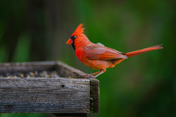 Cardinal Perching