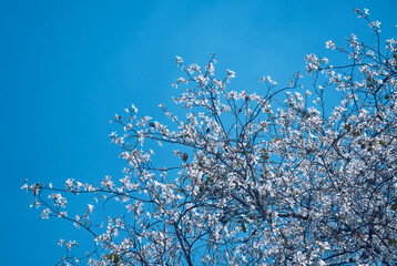 beautiful blossoms of white Bauhinia variegata (also known as white orchid tree) against background of serene blue sky. Photographed during spring season in Purulia, West Bengal.