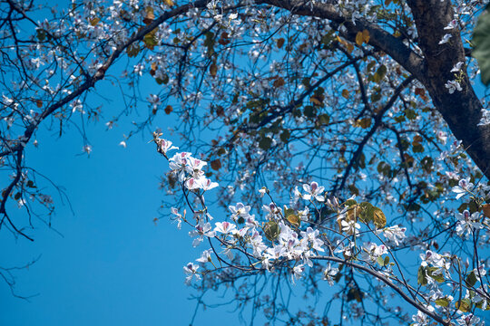 beautiful blossoms of white Bauhinia variegata (also known as white orchid tree) against background of serene blue sky. Photographed during spring season in Purulia, West Bengal.