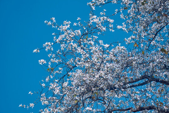 white Bauhinia variegata, white orchid tree blossoms, botany, white flower petals, flora, exotic natural beauty, serene blue sky background, spring blossom, beauty in nature, blooming plant, tall tree