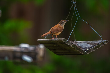 Carolina Wren
