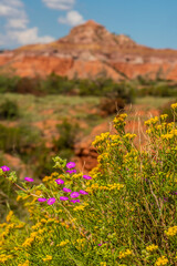 flowers in the mountain