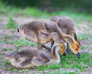 Three Goslings