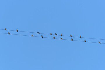 flock of birds perched on wires in front of an intense blue sky