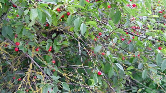A cherry tree laden with ripe cherries swaying gently in the summer breeze. The camera pans from one side to the other, capturing the lush foliage and the abundance of bright red cherries. The tree's 