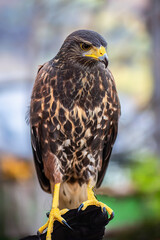 Harris Hawk