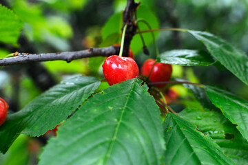Cherry berries on a tree branch with water drops after rain, close up