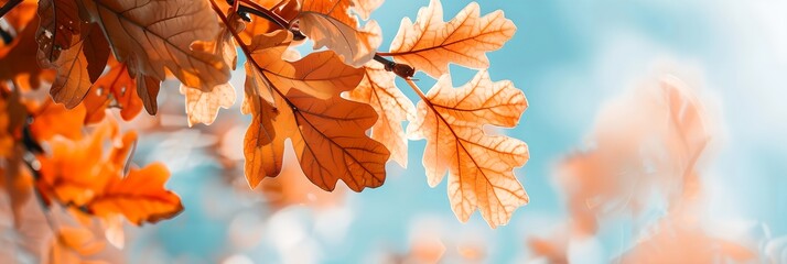 Orange oak leaves on blue sky background. Natural autumn background. Fall season concept. Sunny day with beautiful foliage in the park. Banner with copy space