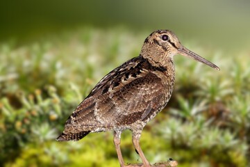 The nocturnal Amami Woodcock Scolopax mira endemic to the Ryukyu Islands, a globally vulnerable wader species, standing on the forest floor