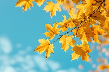 Yellow maple leaves against blue sky background. Natural autumn background. Fall season concept. Sunny day with beautiful foliage in the park. 