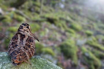 The nocturnal Amami Woodcock Scolopax mira endemic to the Ryukyu Islands, a globally vulnerable wader species, standing on the forest floor
