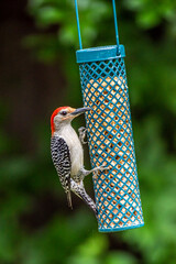 Red Belly Woodpecker