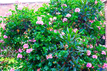 flowers in the garden