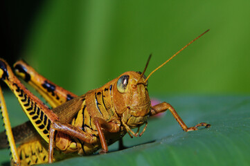 grasshopper on a leaf
