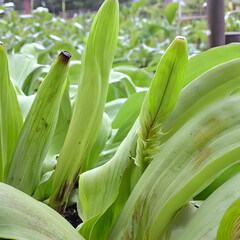 Obraz premium Emerging Elegance: Capturing the upward grace of vibrant green plant shoots, unfurling tender leaves in a symbol of new life. Emphasizing a natural and flourishing garden environment.