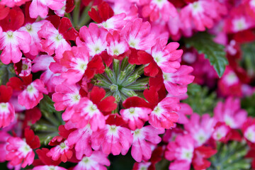 verbenia in bloom in the garden