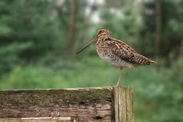 The nocturnal Amami Woodcock Scolopax mira endemic to the Ryukyu Islands, a globally vulnerable wader species, standing on the forest floor