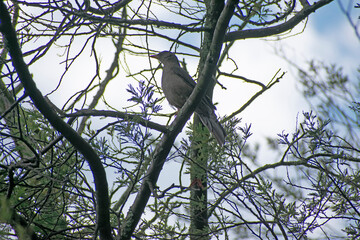 bird on a branch
