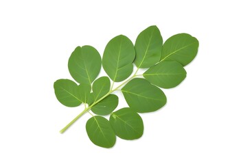Fresh Moringa Leaves - A Superfood Known for Its Nutritional and Medicinal Properties