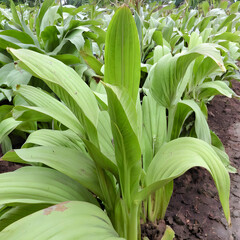 Obraz premium Turmeric Plant Growing :A vibrant cluster of turmeric plants flourishing, their lush green leaves and stems reach skyward. The scene is a celebration of natural growth.
