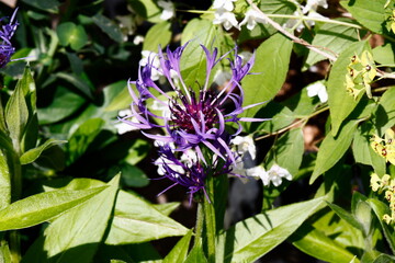 centaurea flower in the garden