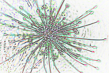 festuca glauca flower in the garden