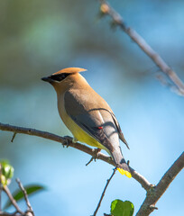 Cedar waxwing perched on branch