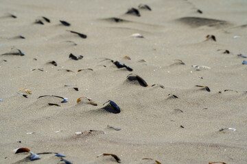 Muscheln im weißen Sand des Strandes von Ameland, Nordsee, Niederlande.