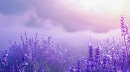 Naklejka premium Background with a fog motif in a lavender field. Lavender field close up with rising fog