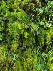 wall covered in green foliage