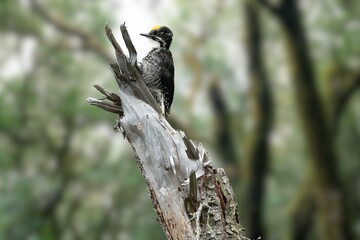Eurasian three-toed woodpecker or Picoides tridactylus) male in the forest in winter in snowfall.Three toed woodpecker Picoides tridactylus on a tree looking for food, the best photo.