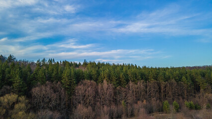 the forest in early spring aerial photography