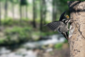 Eurasian three-toed woodpecker or Picoides tridactylus) male in the forest in winter in snowfall.Three toed woodpecker Picoides tridactylus on a tree looking for food, the best photo.