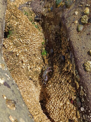 Natural crab habitat between rock crevice with limpets and sand tracery at low sea tide