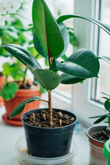Beautiful shiny ficus elastica robusta in a pot. Fashionable indoor plants.