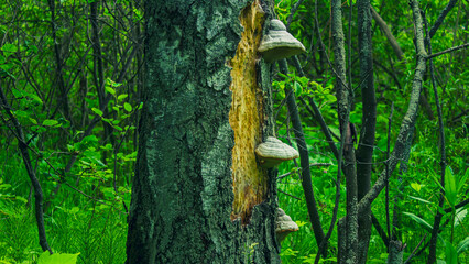 A parasite fungus on a tree trunk (Fomes fomentarius)
