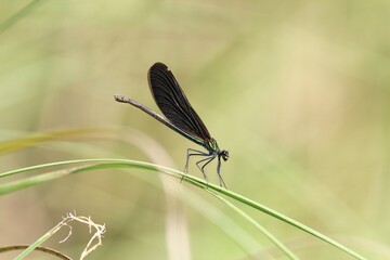 Elegant green dragonfly Calopteryx virgo on a blade of grass on a blurred background
