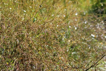 Drops of water glistening in the sun on the blades of grass
