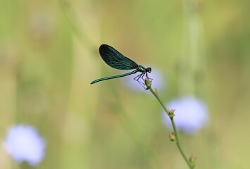 Elegant green dragonfly Calopteryx virgo on a blade of grass on a blurred background
