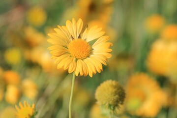 Yellow Gaillardia flower in the park on a blurred background