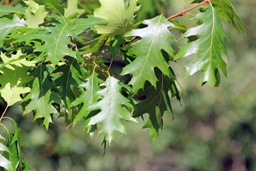 Young green leaves of Quercus rubra on a blurred background