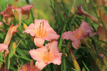 Pink daylily flowers in the park on a blurred background
