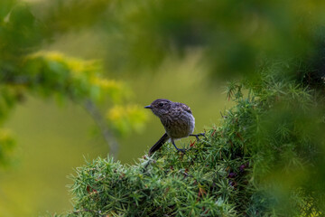 bird on the grass