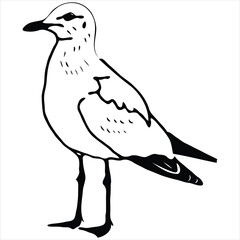 bird vector on a white background