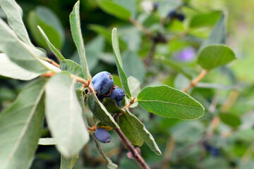 Sweet berry Honeysuckle (Lonicera Caerulea). Blue honeysuckle branch with berries in summer garden. Edible Fruit. Blue Bell Honeyberry.