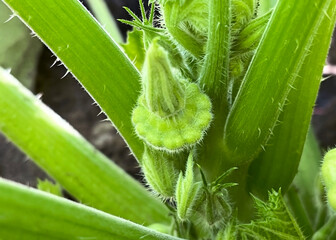 small green squash growing in the garden